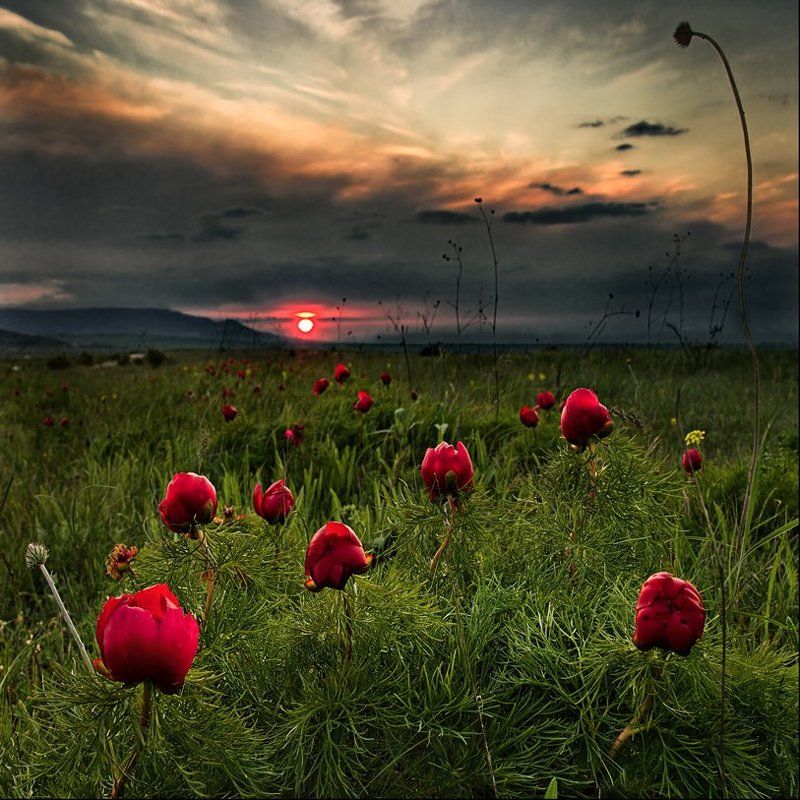 Дикие пиончикиphoto preview