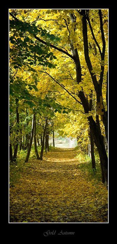 gold autumnphoto preview