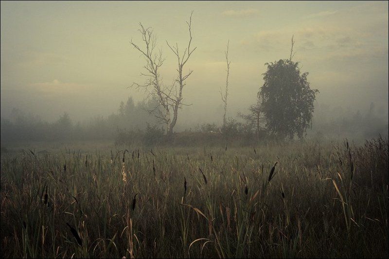 Слегка цветная весенняя утренняя картинка с камышом перед островком на болотеphoto preview