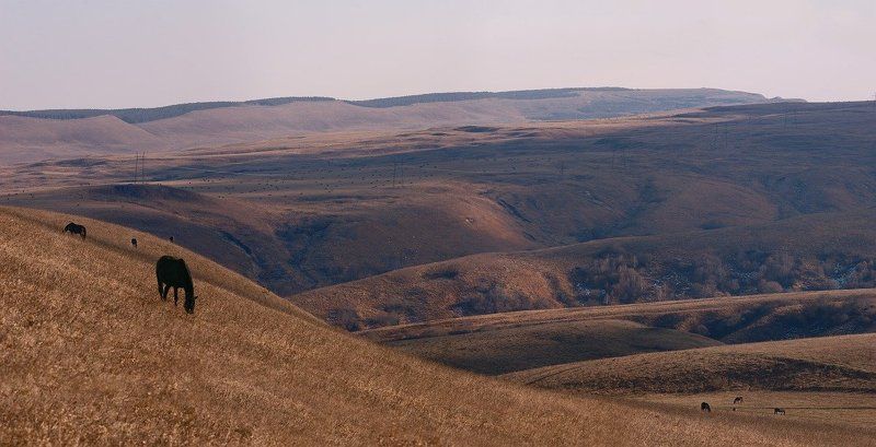 кисловодск, джинальский хребет, большое седло, дикие кони Ходють кониphoto preview