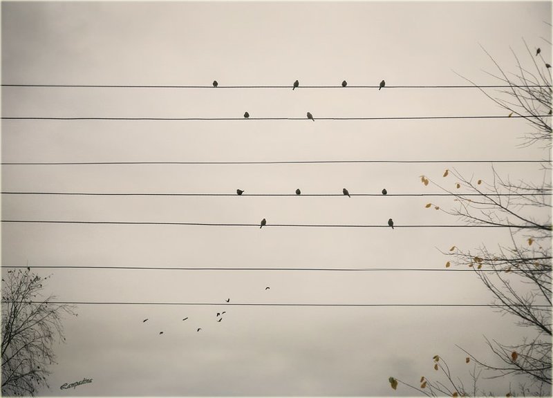 Осенняя мелодия...photo preview