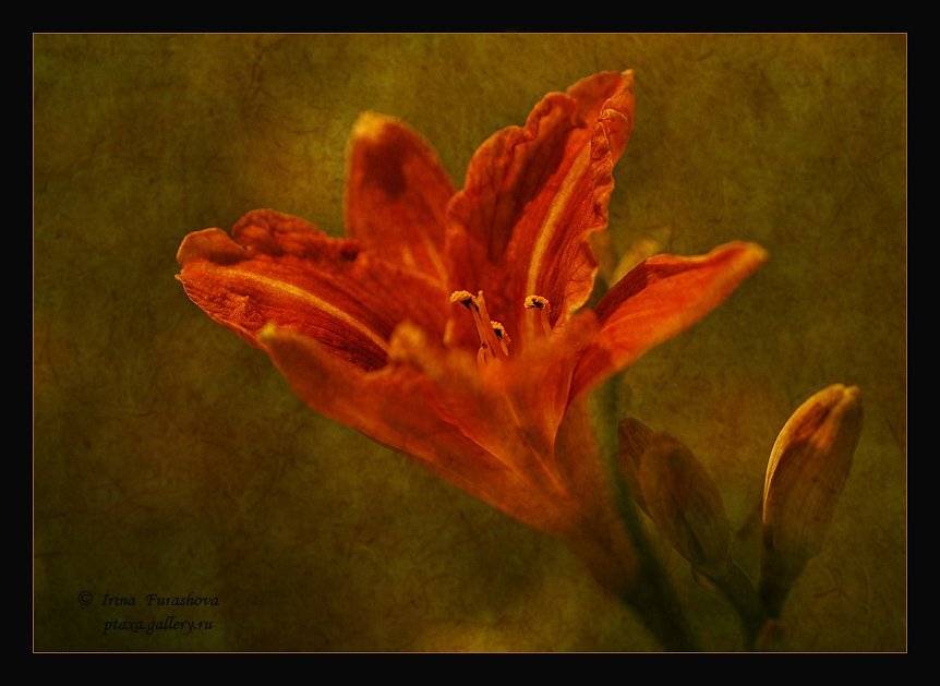 лето, трава, цветы, природа,, Ирина