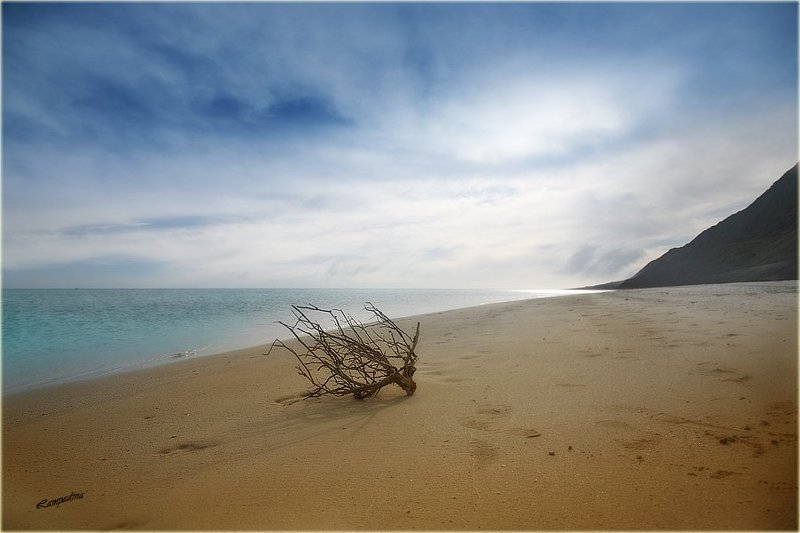 красное море, египет, остров забаргад, пляж, ветка, одиночество Еще раз про Забаргад (или философия необитаемого острова) фото превью