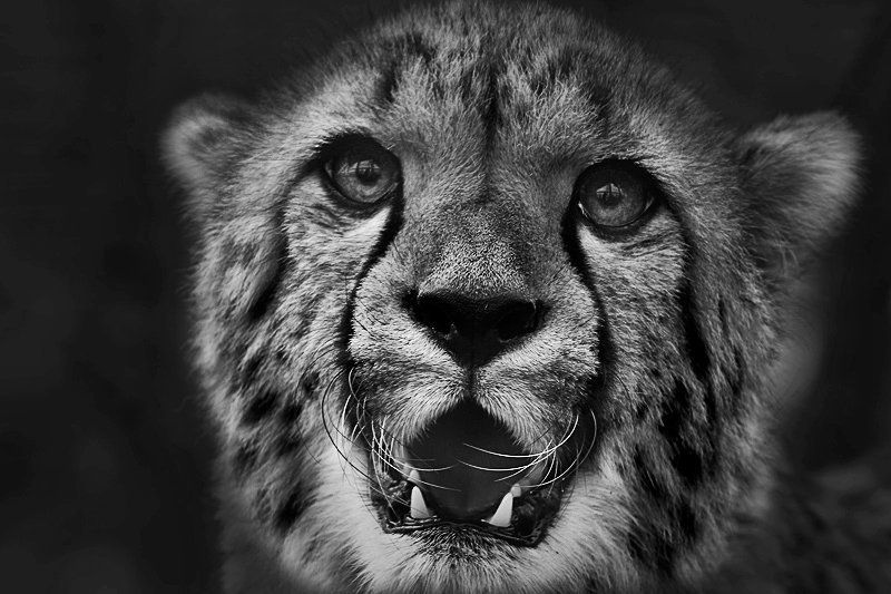 зверь Вау...photo preview