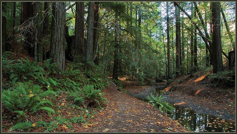 редвуды, ручей, осень, калифорния, лес, тропа photo preview