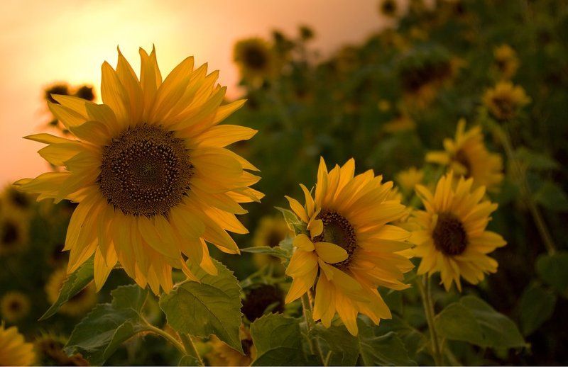 подсолнухи, закат, лето Подсолнечный закат.photo preview