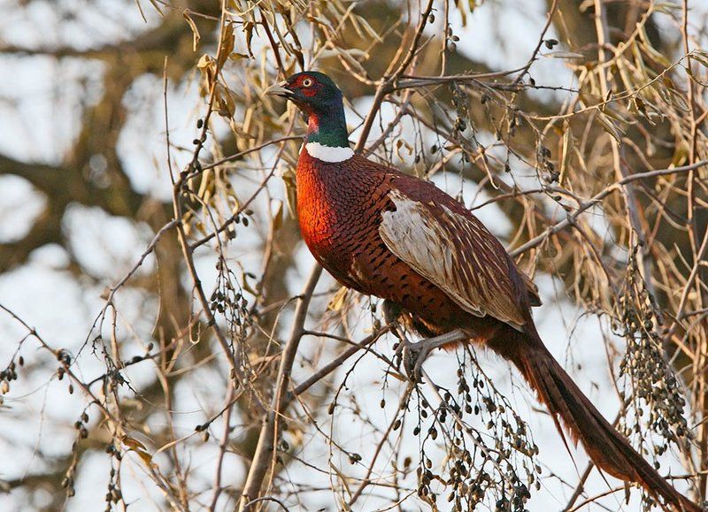 Верхолазphoto preview