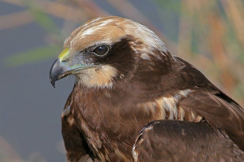 Портретphoto preview