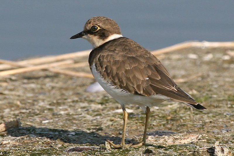 Пассажирphoto preview