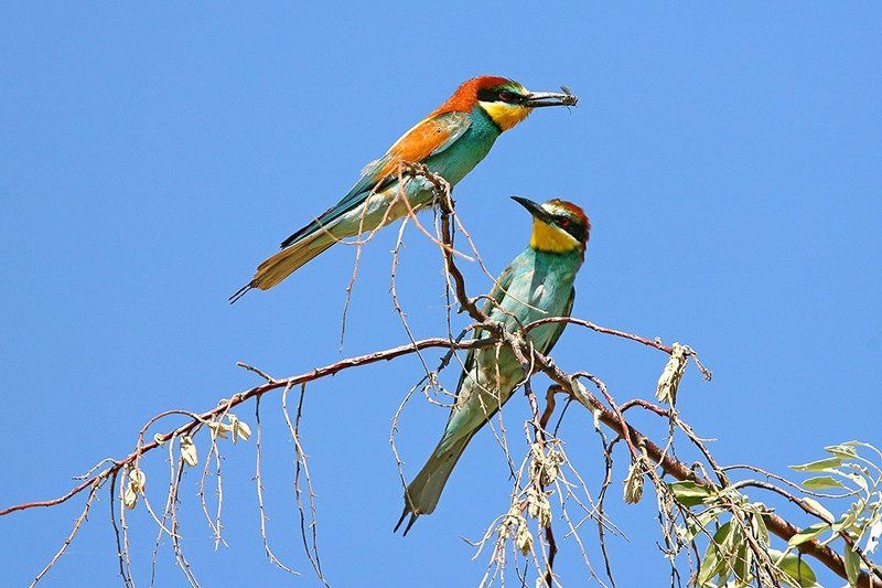 Угостите даму?photo preview