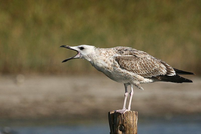 Атас!photo preview