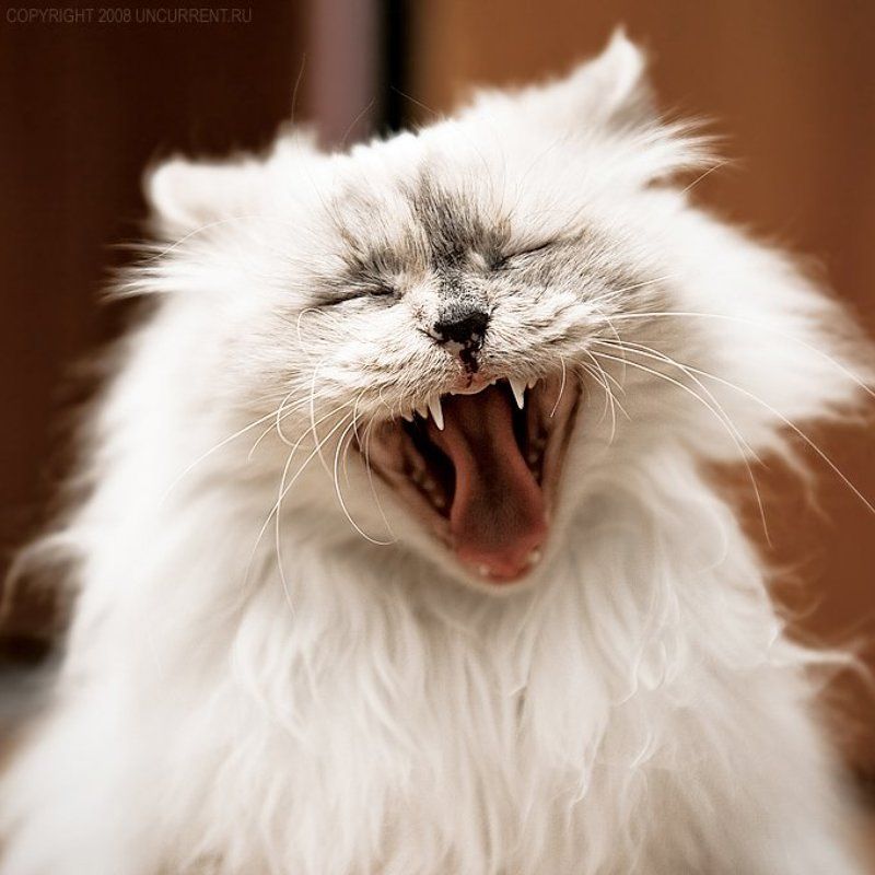 cat, fragola, sacred birman Wooow!photo preview