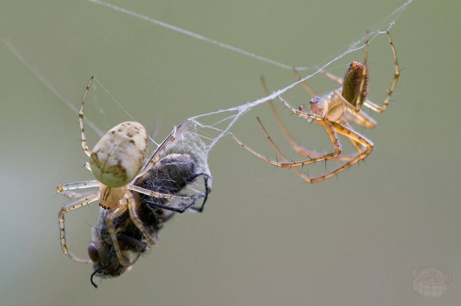 А вот и обед принесли!. Автор: Amazon-san паук, spider, fly, муха, макро, macro, Amazon-san