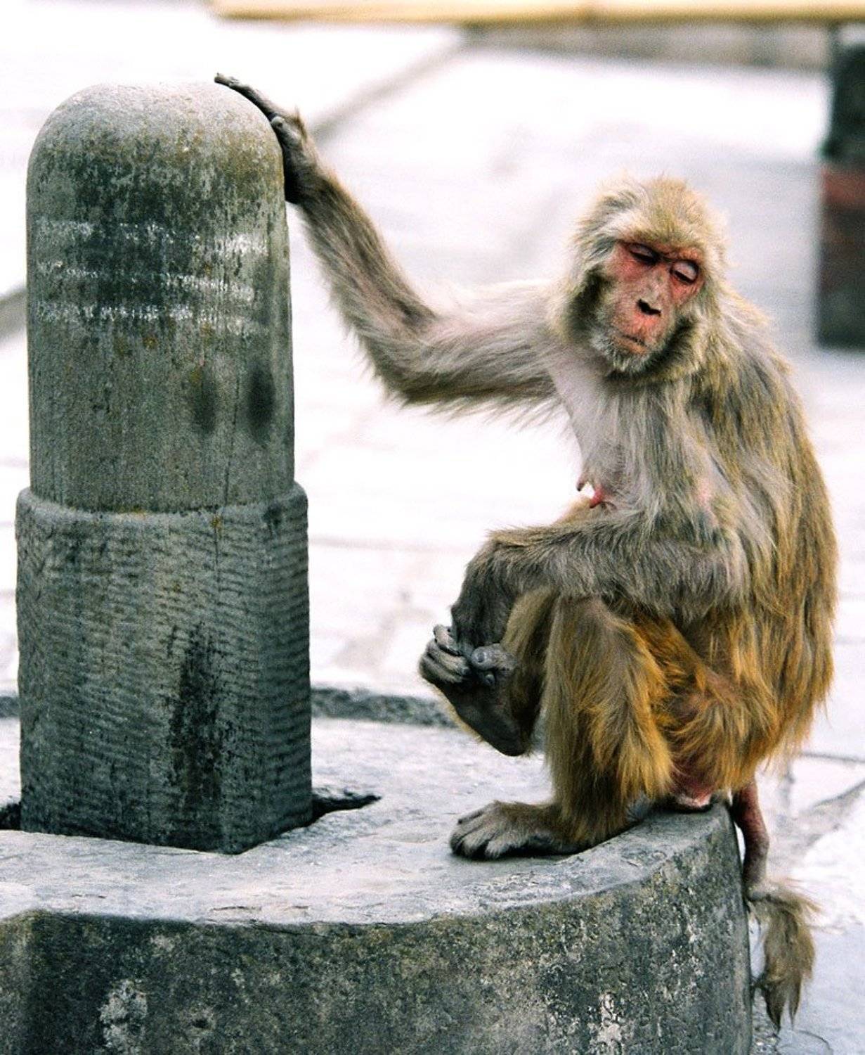 В мечтах о большом и светлом.... Автор: Danil Husainov непал, путешествия, жанр, животные, Danil Husainov