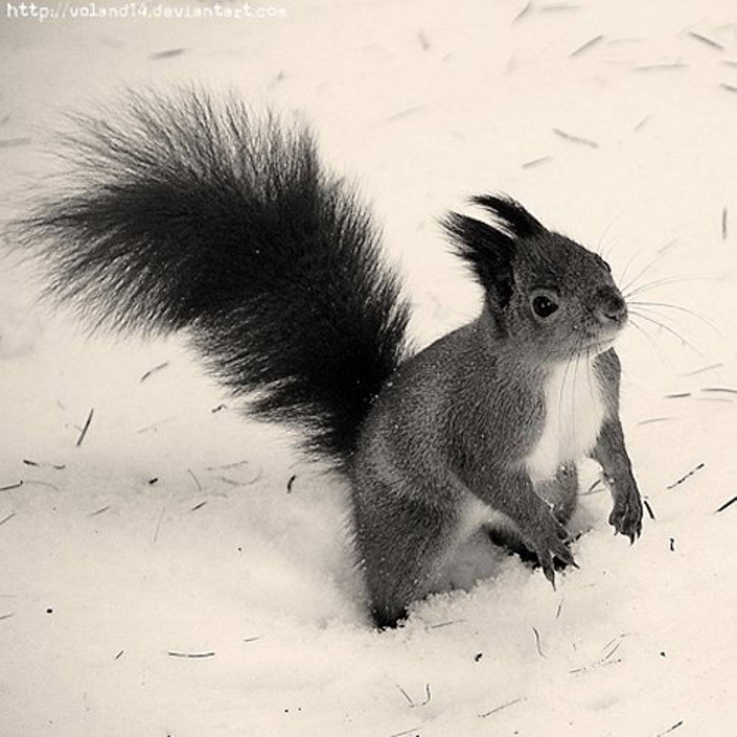 Белочка. Автор: Воланд Ратибор , Воланд Ратибор