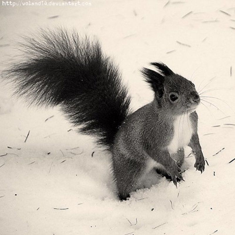 Белочкаphoto preview