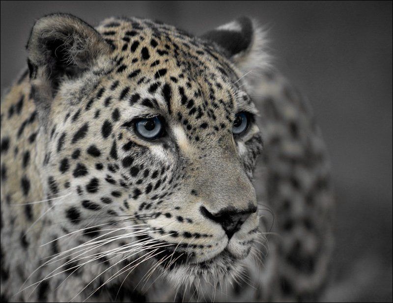 леопард чуткийphoto preview