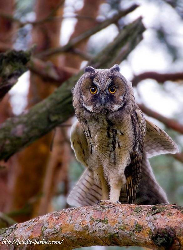 Утренняя гимнастика совёнка. Автор: Partner (Андрей Алексеев) совёнок, ушастой, совы, Partner (Андрей Алексеев)