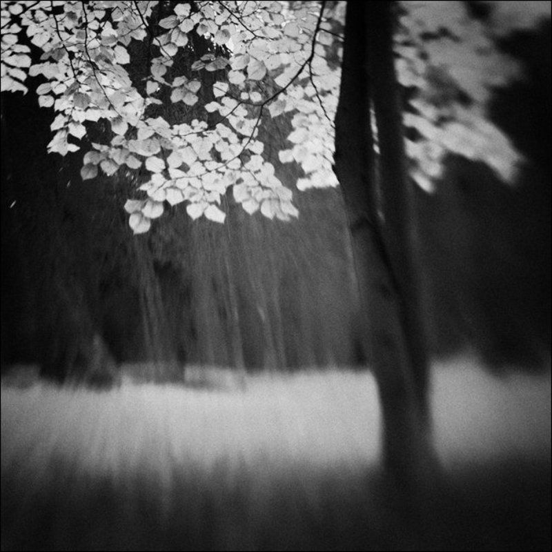 Квадратная контрастная осенняя лензбейбная картинка с листьями и стволами в середниковском паркеphoto preview