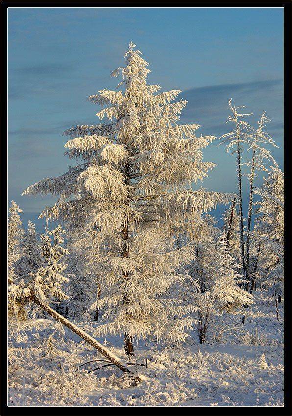 Зимний наряд. Автор: Солодухин Виктор лиственница,зима, Солодухин Виктор