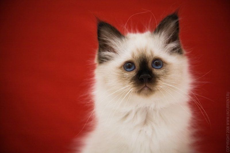 cat, klavdia, sacred birman RED&WHITEphoto preview