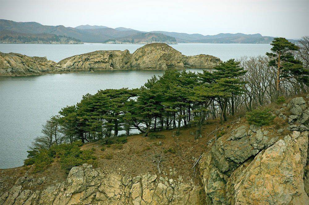 гамова, витязь, море, сосна, скалы, Дмитрий Корнилов