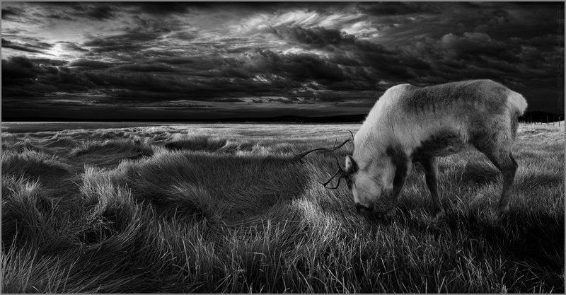 Про оленя.photo preview