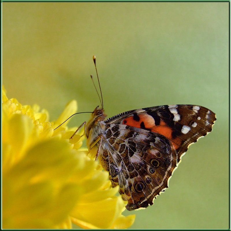 насекомые, макро, бабочки В процессе...photo preview