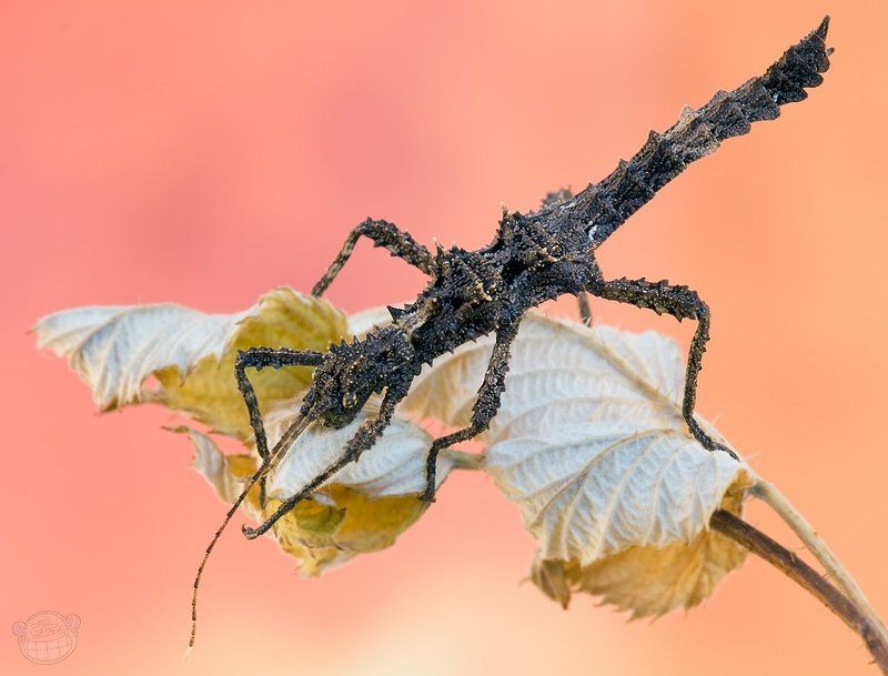 палочник, макро, aretaon asperrimus На заре времён IIphoto preview