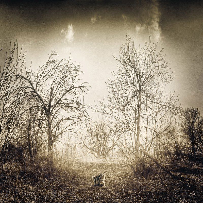 белка Белкаphoto preview