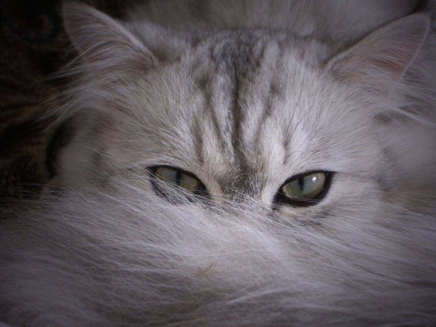 кошка, Клековкин Александр