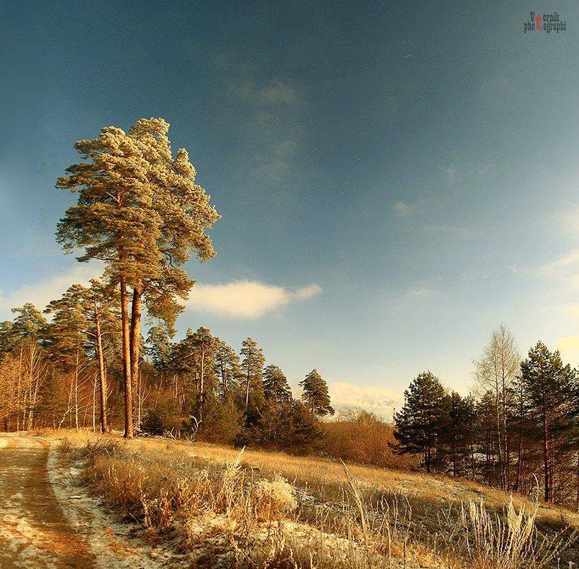 * * *. Автор: VTORNIK Эдуард Николаев сосны,небо ,зима, VTORNIK Эдуард Николаев