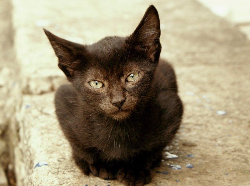 кот ...они среди нас ... или мы ...photo preview