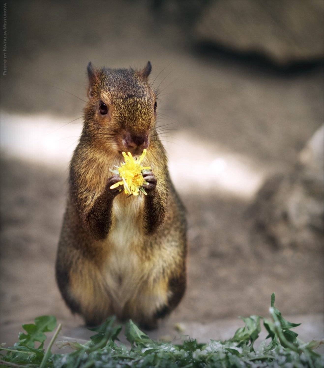 , Mistukova Natalia (Tataxa)
