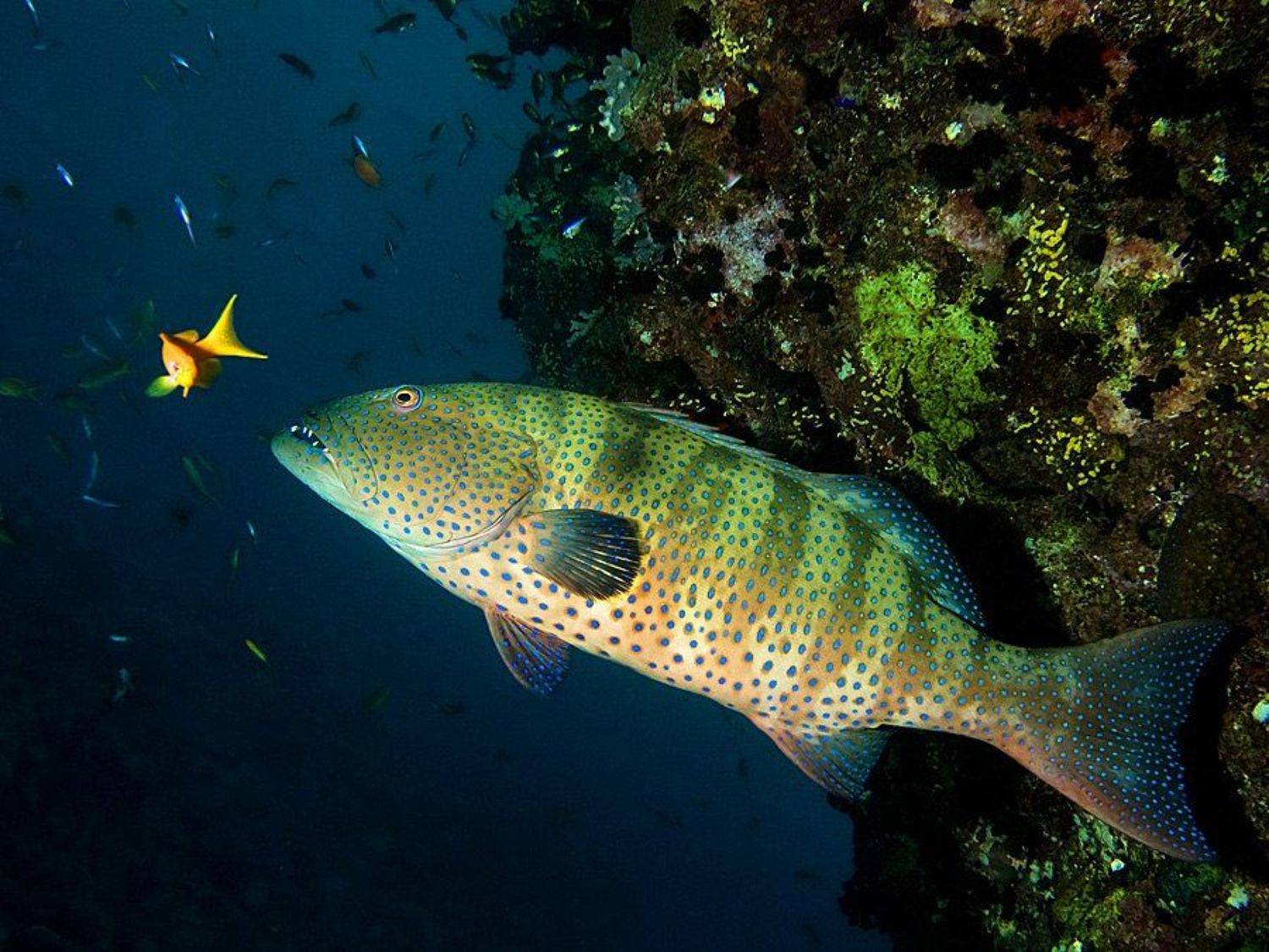 Охота групера. Автор: Сергей Шанин , Сергей Шанин