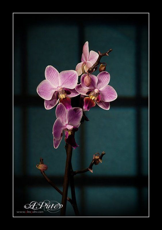 orchid,орхидея-фаленопсис Orchidphoto preview