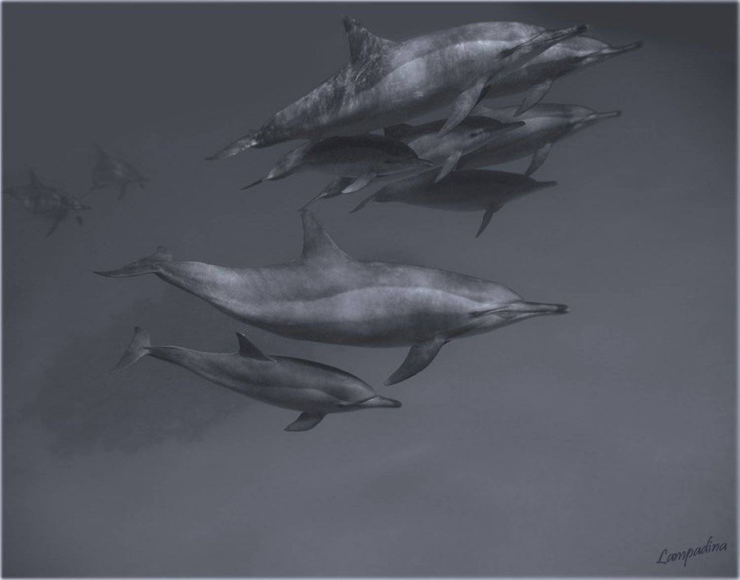 красное море, дельфины, lampadina