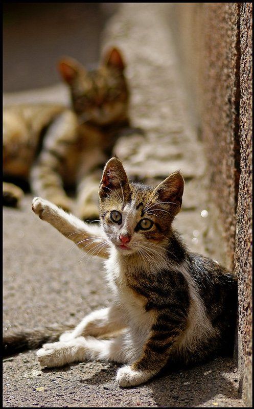 котенок я на солнышке сижу..photo preview