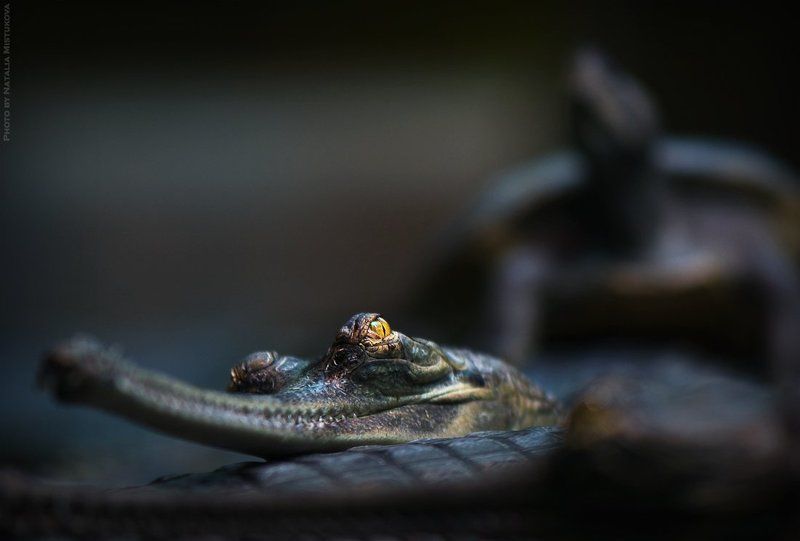 крокодил, черепаха трое на болотеphoto preview