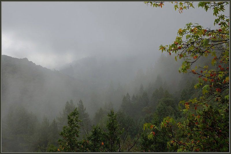 туман photo preview