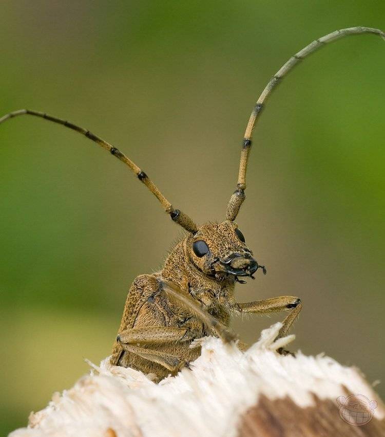 скрипун осиновый, макро, жук, скрипун, Amazon-san