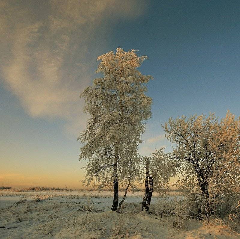 снег,береза,, VTORNIK Эдуард Николаев