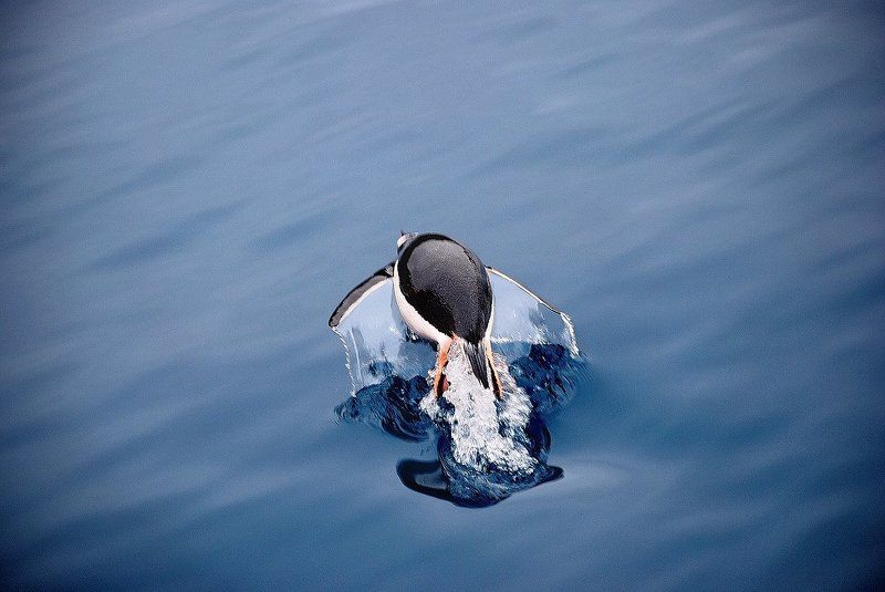 пингвин, бухта ардли Эй птичка, лети за мной, там много вкусного, я сказал лети а не плывиphoto preview