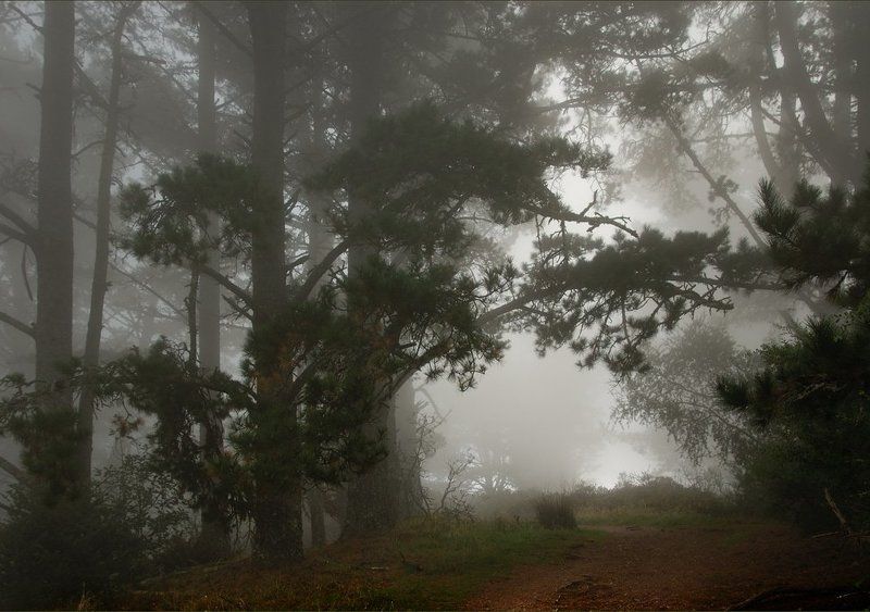 туман Туман и лесные страхи...photo preview