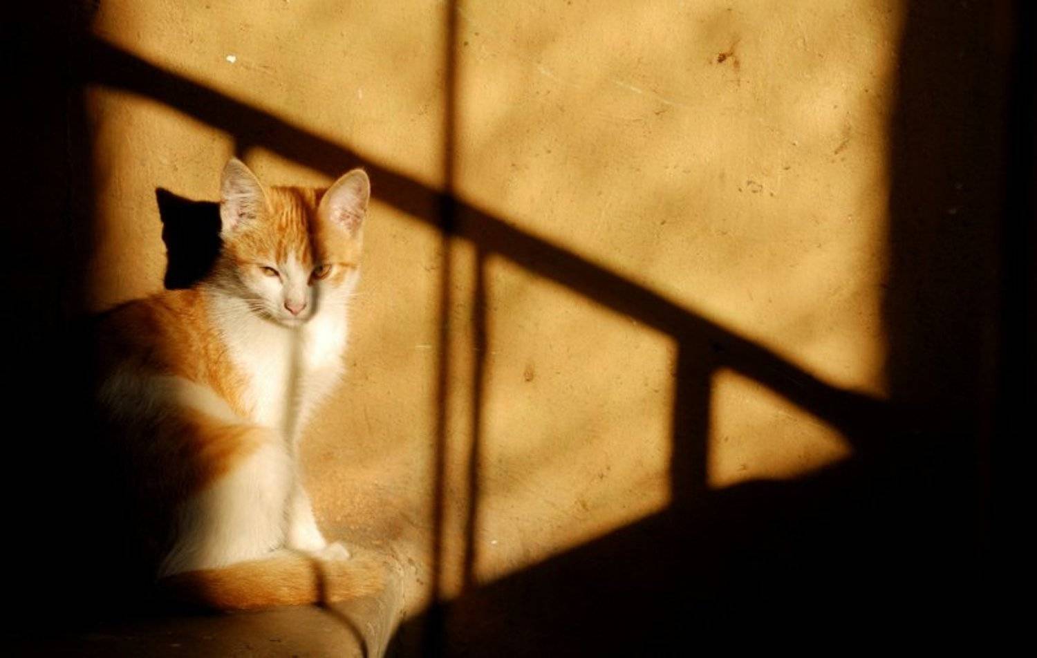 Жизненное пространство. Автор: Евгений Пугачев. , Евгений Пугачев.