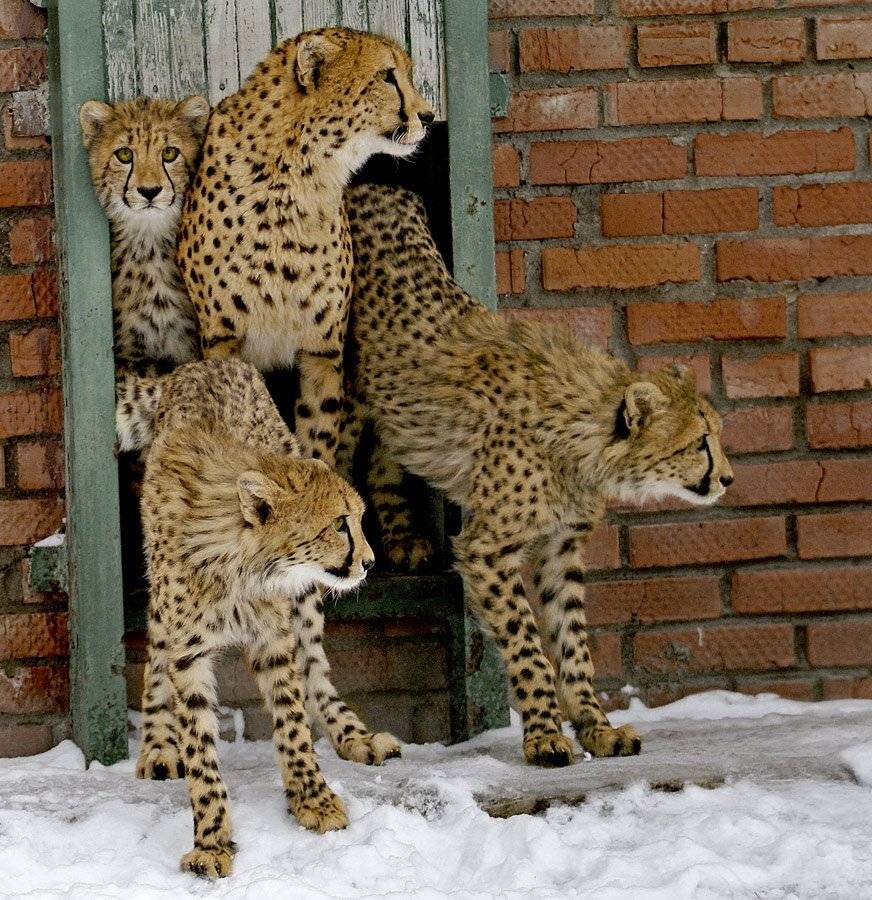 И какая сегодня погода?.... Автор: Borsov Michail , Borsov Michail