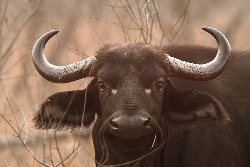 С наступающим Годом Быка!photo preview