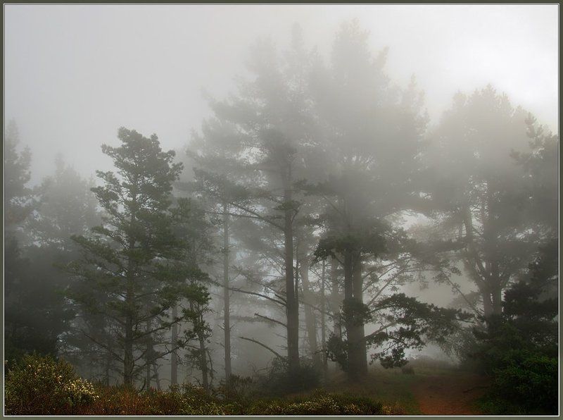 туман Туман 6photo preview