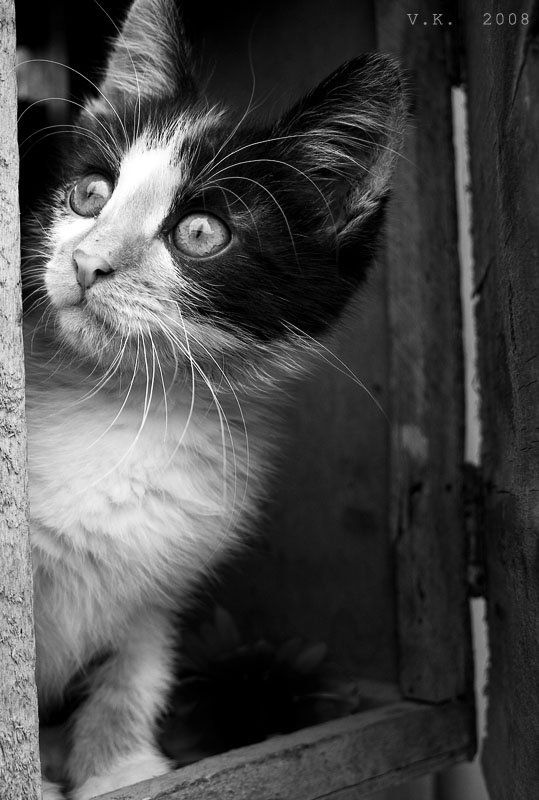 кто здесь? (ностальгия по котятам))) фото превью