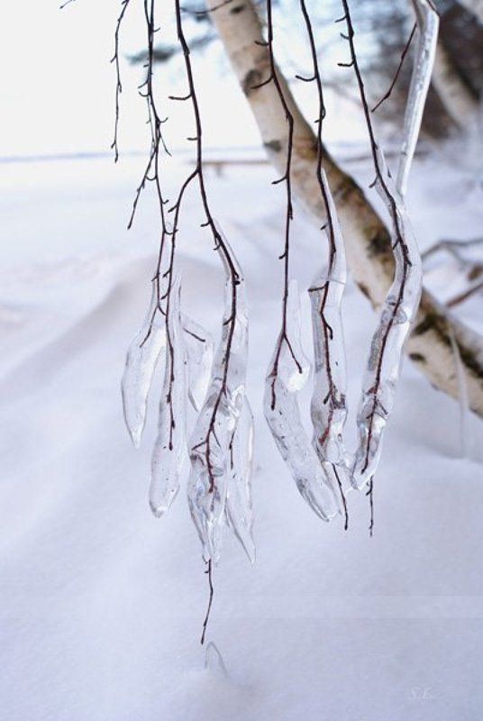 берёза, снег, льдинки Ледяные слёзки фото превью